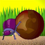 Derby Dung Beetle